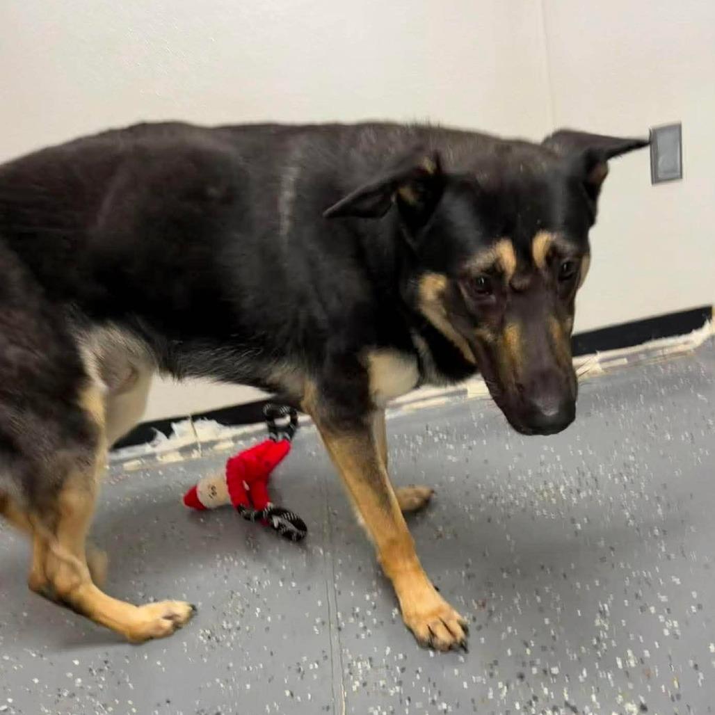 Hans Solo, Adoptable, Adult Male Shepherd.