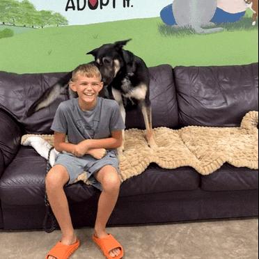 Enlarge Hans Solo, a Adoptable Shepherd in Archbold , OH image 3/4