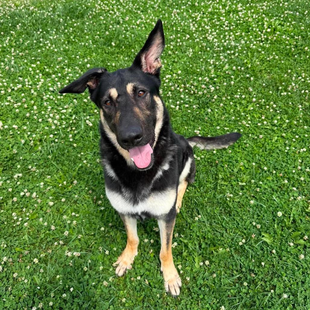 Enlarge Hans Solo, a Adoptable Shepherd in Archbold , OH image 4/4