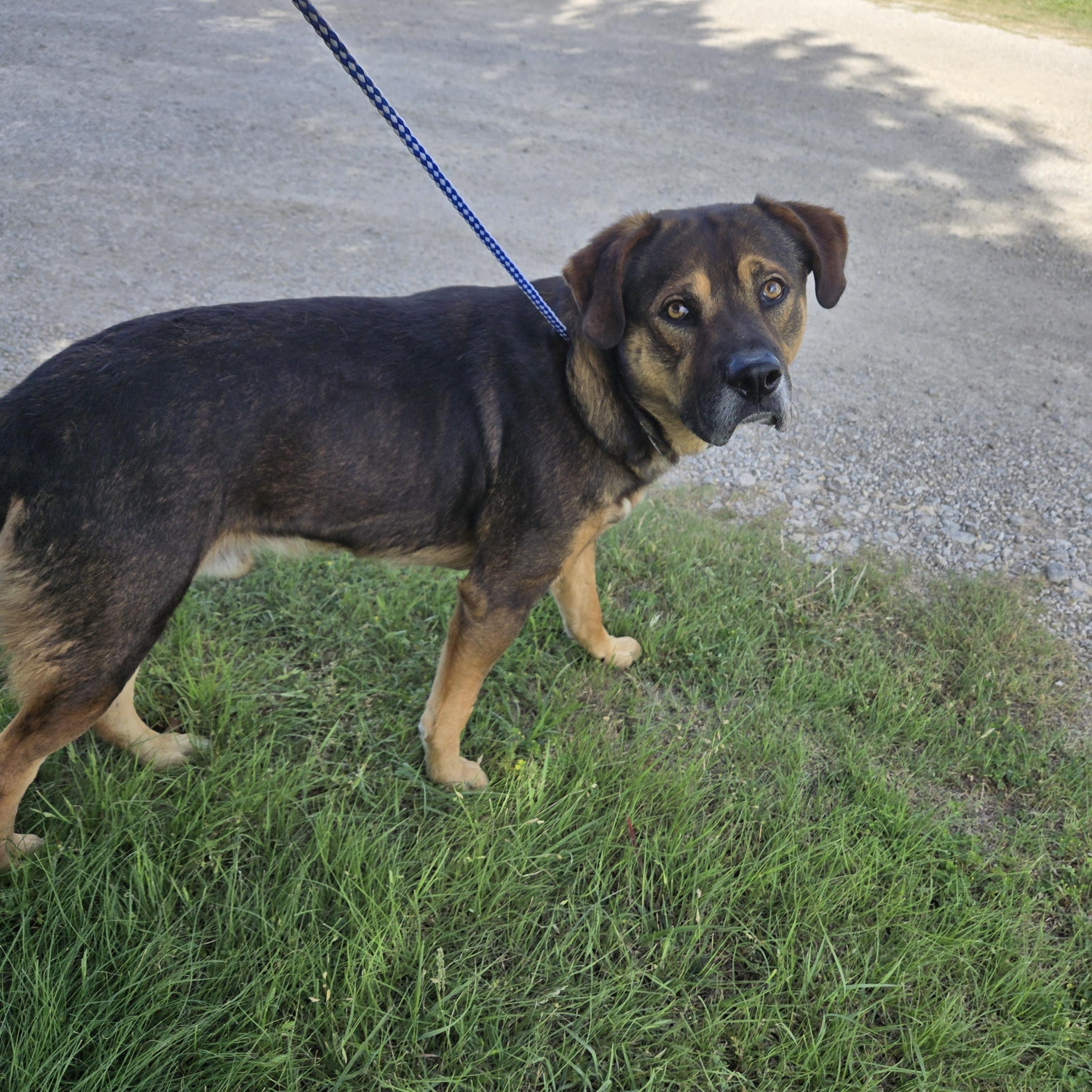 Corduroy, a ADOPTABLE mixed breed in Graham, TX image 1/2