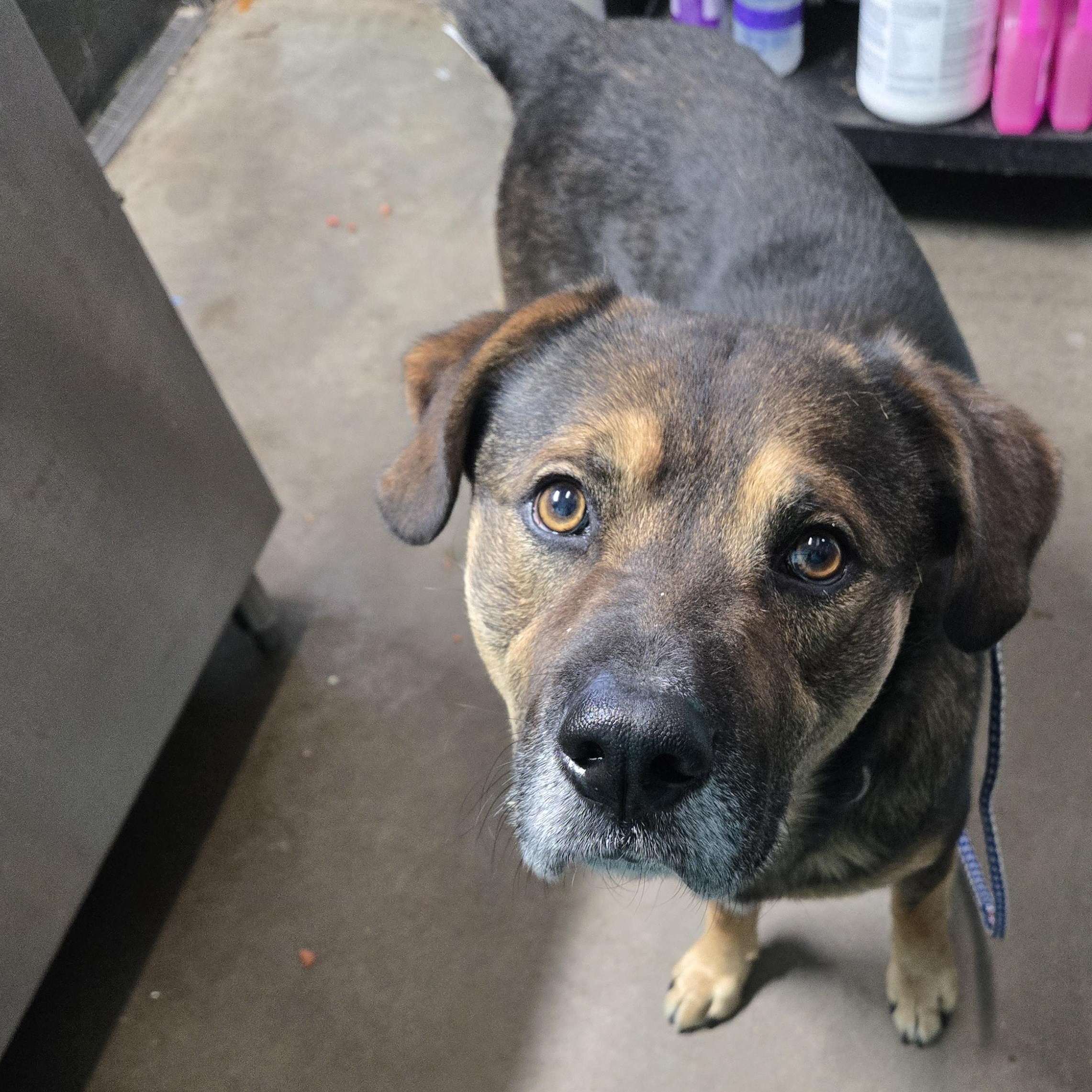 Corduroy, a ADOPTABLE mixed breed in Graham, TX image 2/2