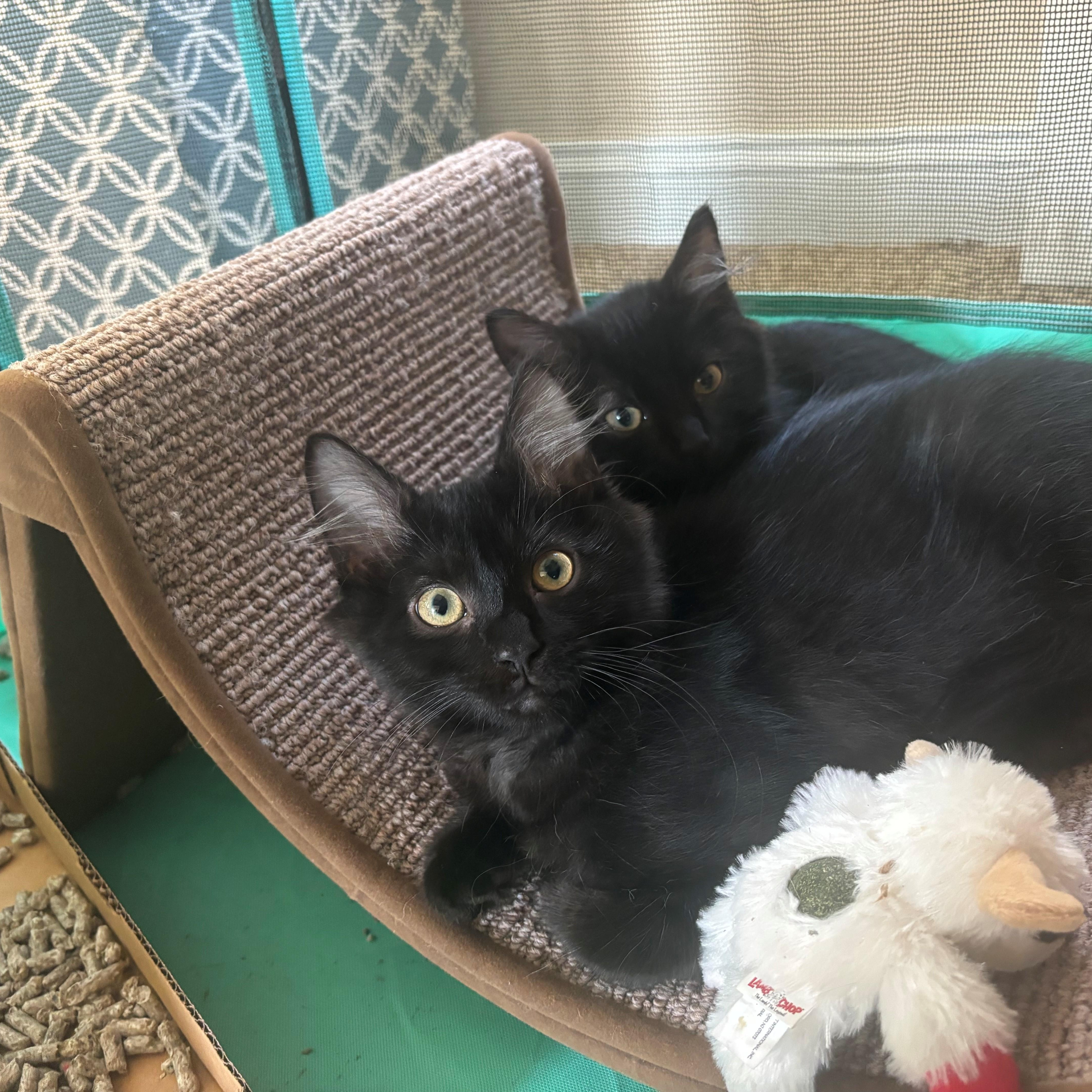 Winston And Bennet thumbnail 2