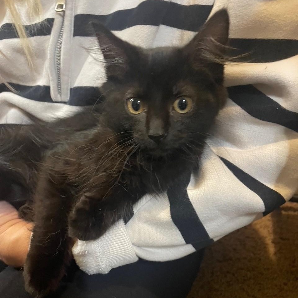 Winston And Bennet thumbnail 4