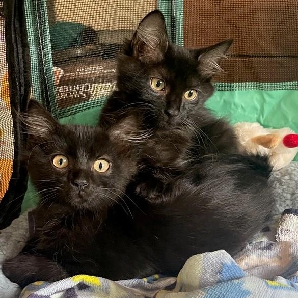 Winston And Bennet thumbnail 5