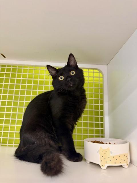 Winston And Bennet thumbnail 6