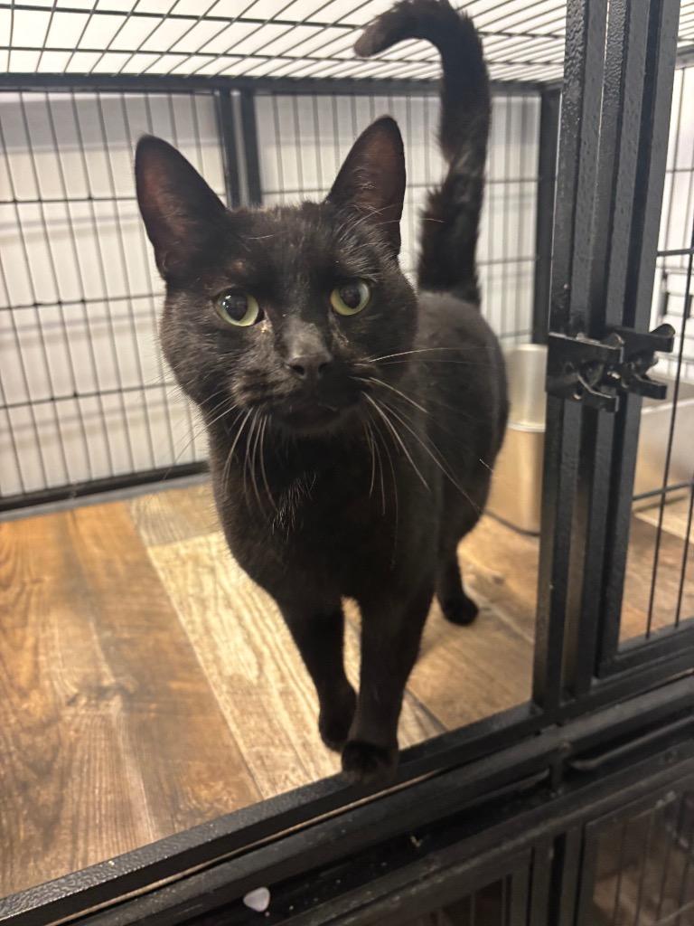 Enlarge Midnight, a Adoptable mixed breed in Algona, IA image 1/1