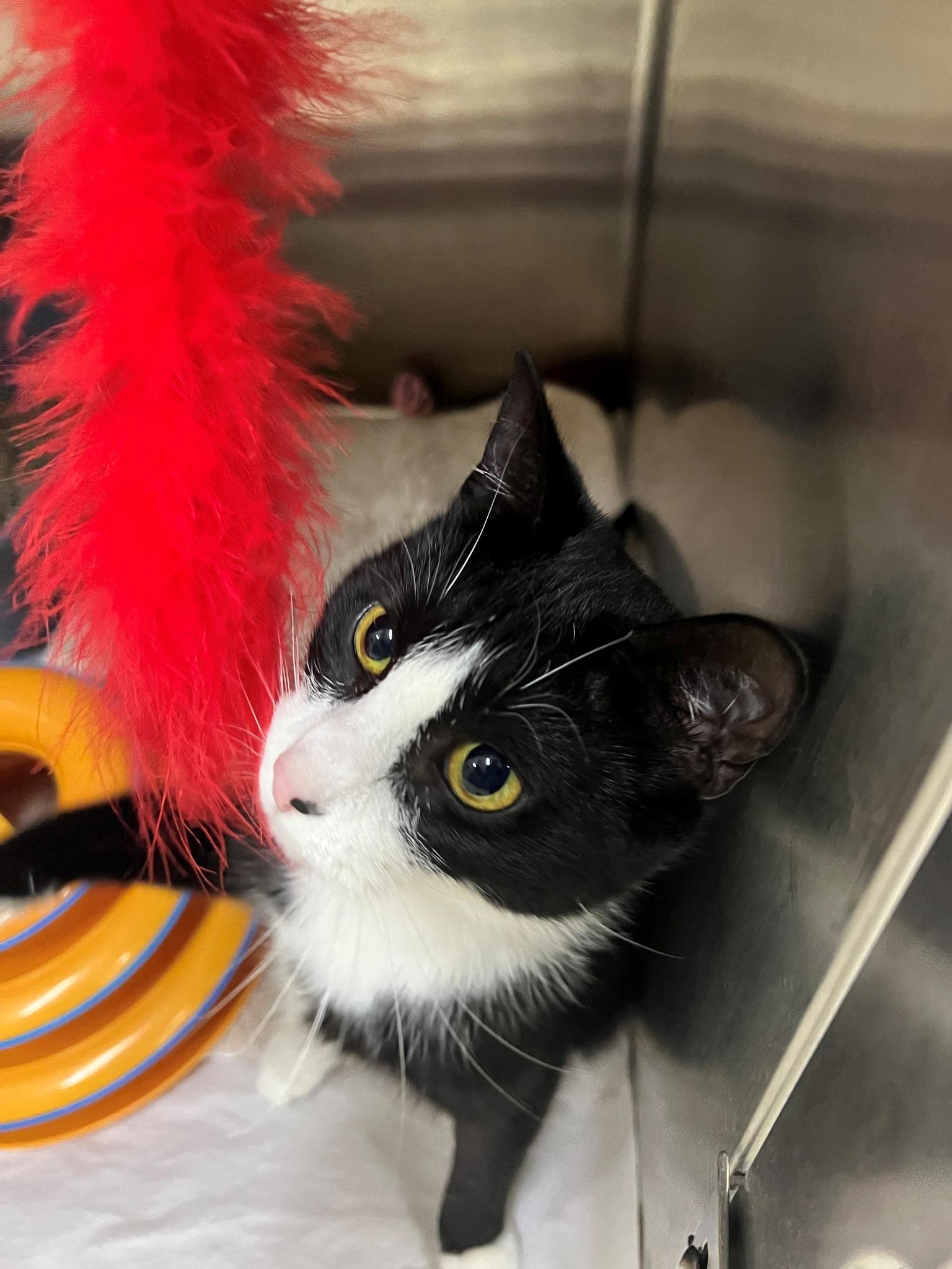 Mariah- #49979, ADOPTABLE, Young Female Domestic Short Hair.