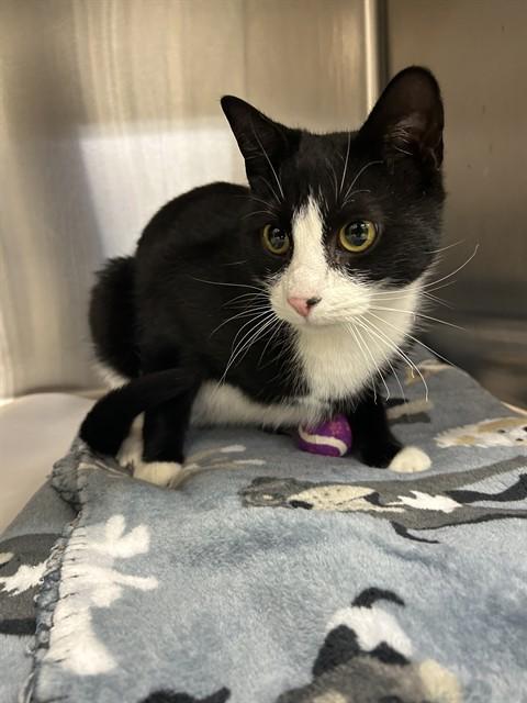 Enlarge Mariah- #49979, a ADOPTABLE Domestic Short Hair in Columbia, MD image 1/1