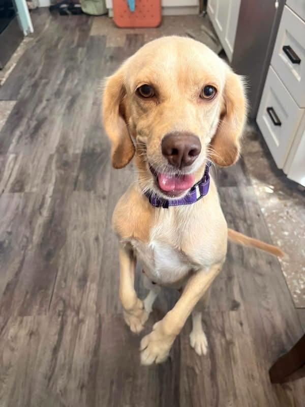 Sundae, Adoptable, Young Female Cocker Spaniel.