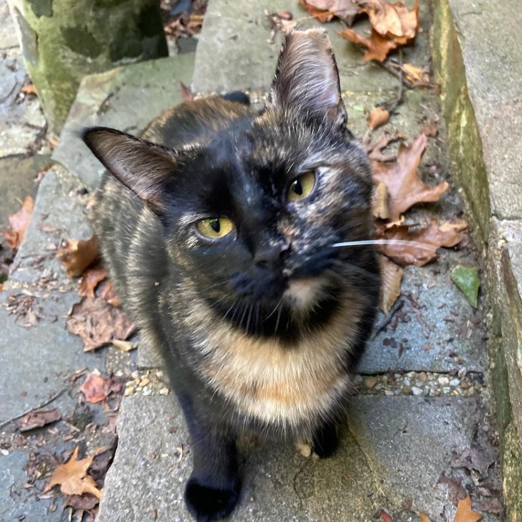 Harmony, Adoptable, Adult Female Domestic Short Hair.