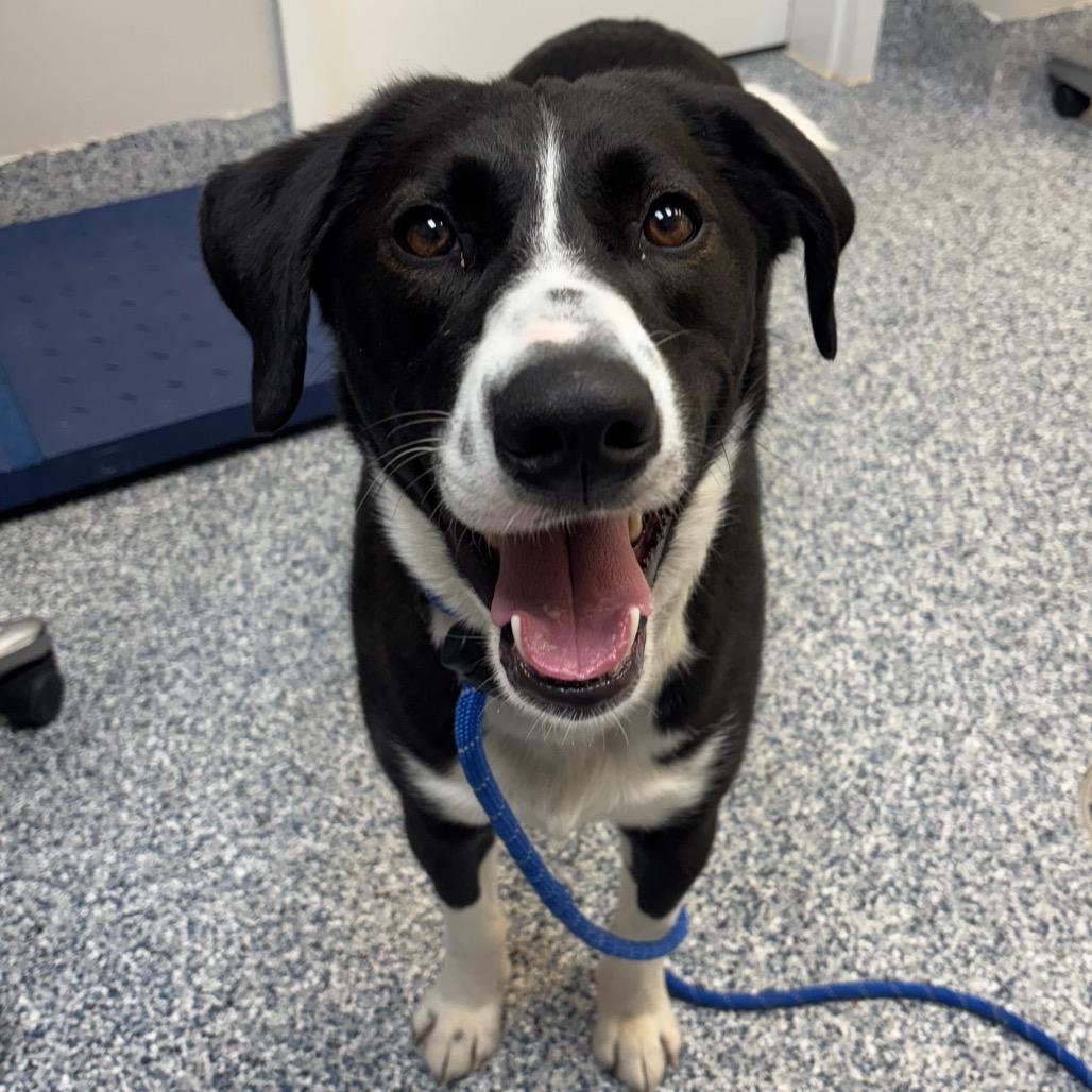 Doc, Adoptable, Adult Male Mixed Breed.