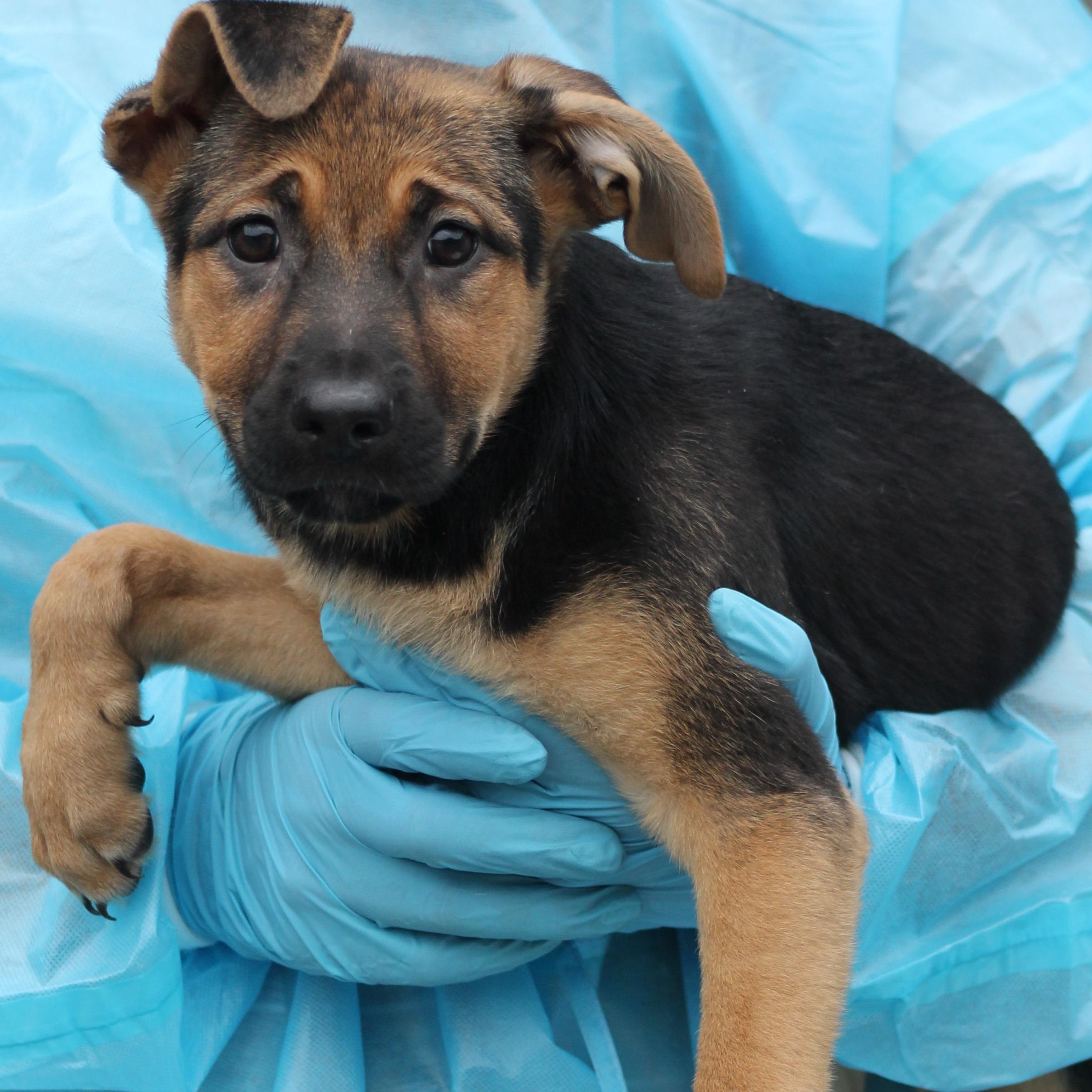 Sedona, adopted, Puppy Female German Shepherd Dog & Terrier.