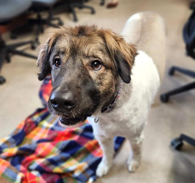 MURPHY, Adoptable, Adult Male Great Pyrenees & Anatolian Shepherd.