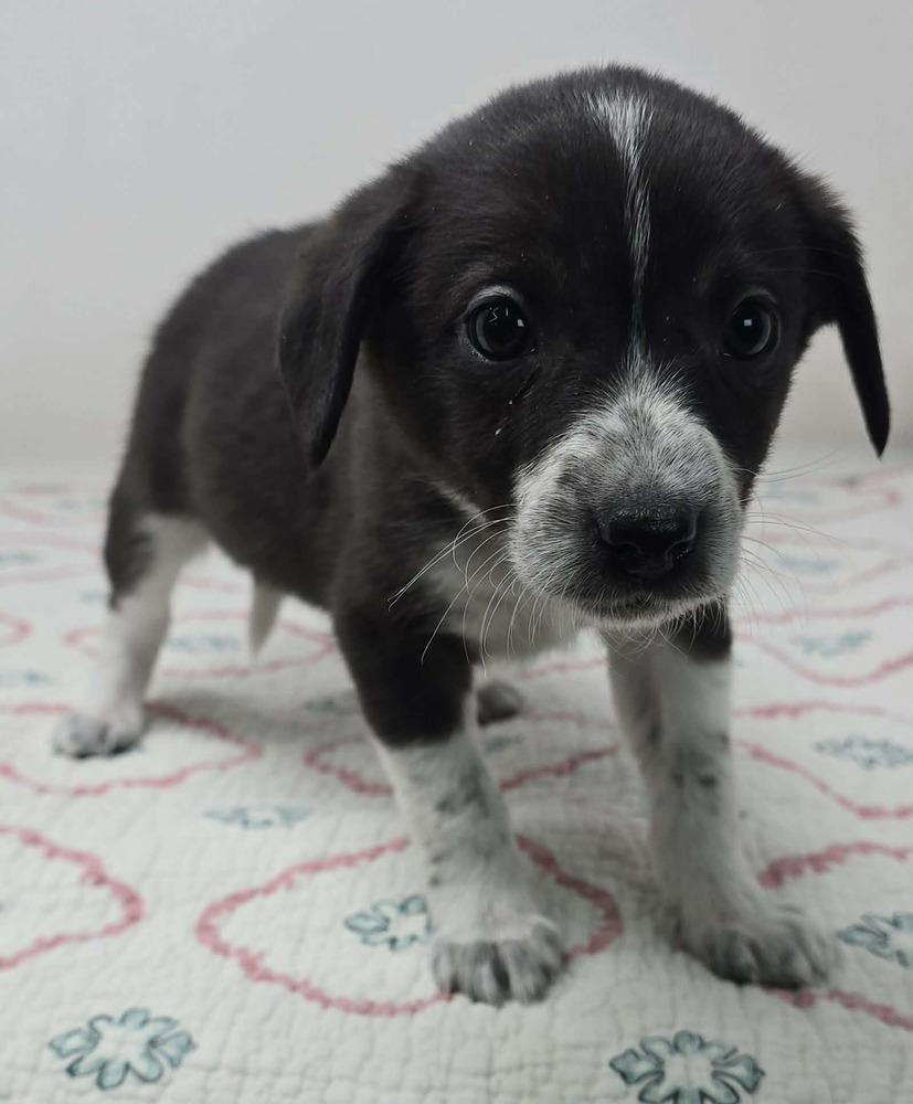 Ayla (A-Litter), a Adopted mixed breed in Brewster , NY image 1/2