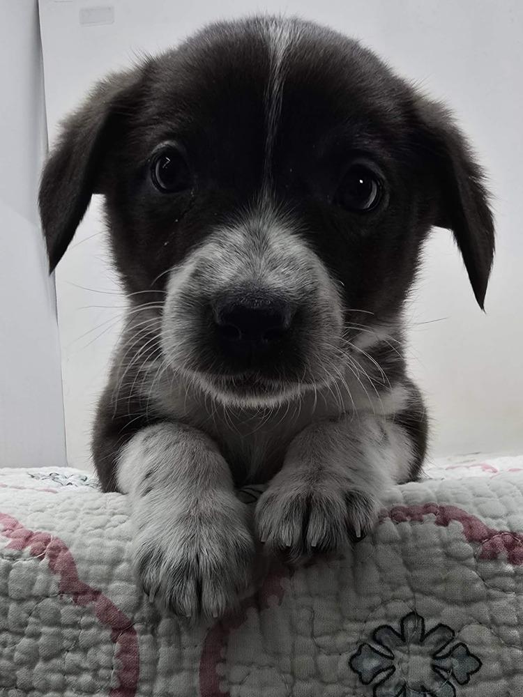 Ayla (A-Litter), a Adopted mixed breed in Brewster , NY image 2/2