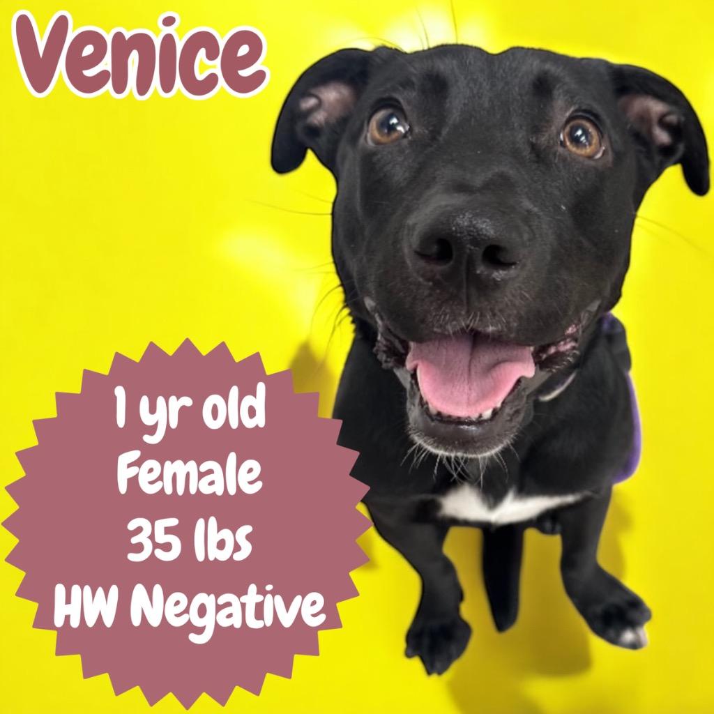 Enlarge Venice, a Adoptable mixed breed in Sorrento, LA image 1/2