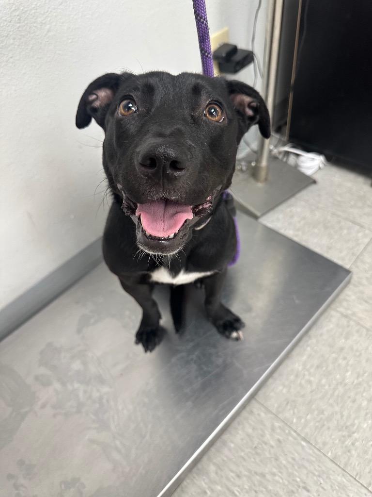 Enlarge Venice, a Adoptable mixed breed in Sorrento, LA image 2/2