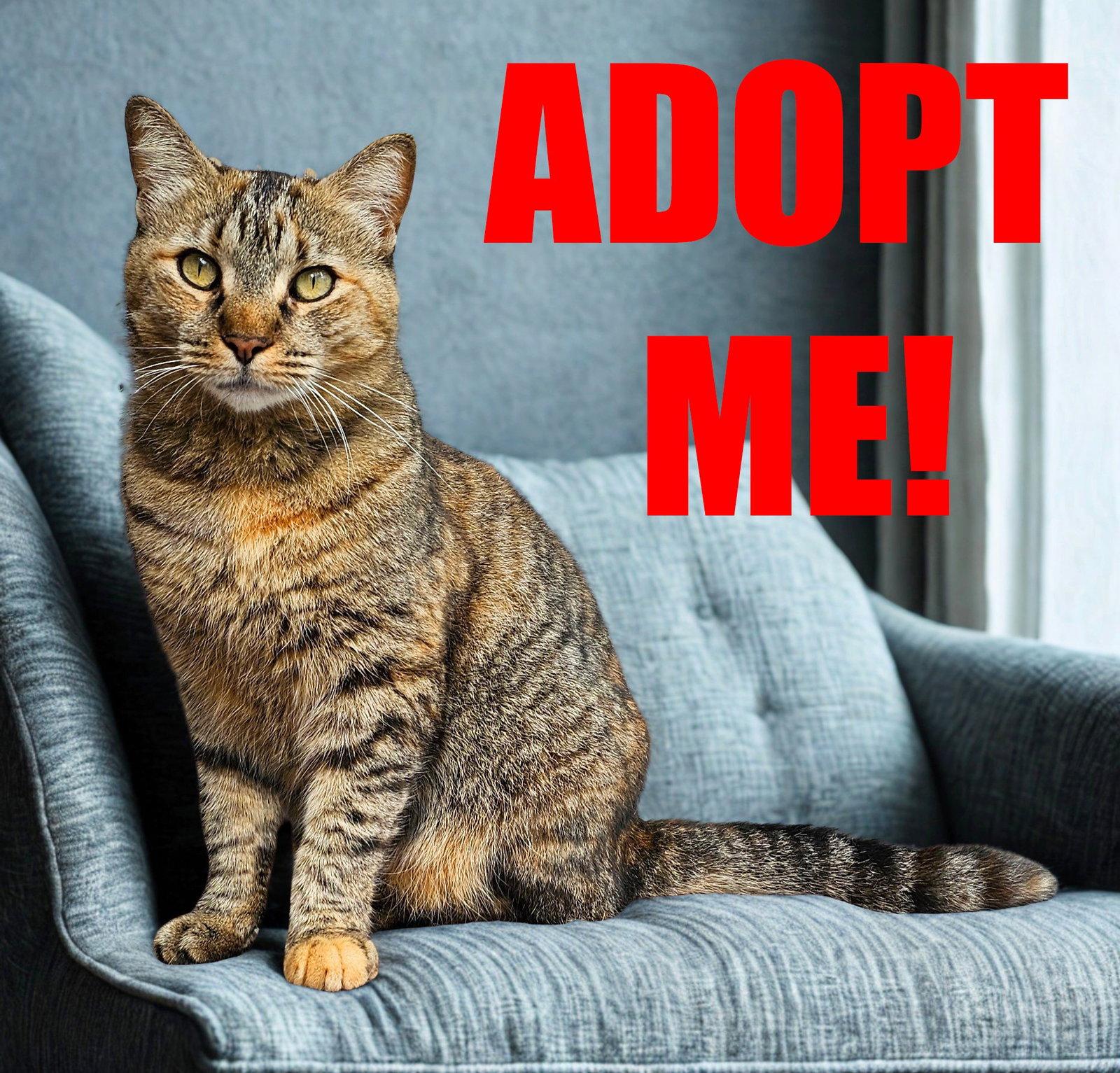 Enlarge ABIGAIL, a Adoptable Domestic Short Hair in Jacksonville, FL image 1/3