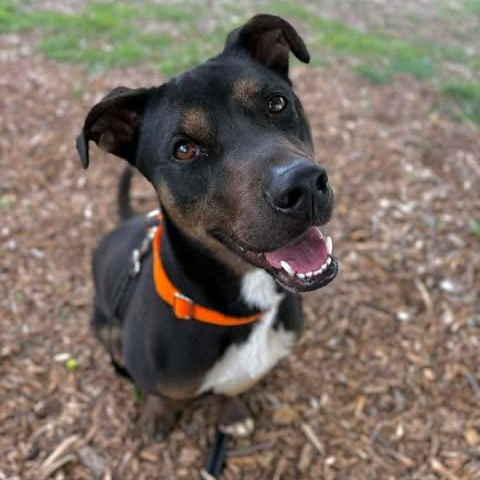 Waldo, Adoptable, Young Male Australian Kelpie & Pit Bull Terrier.