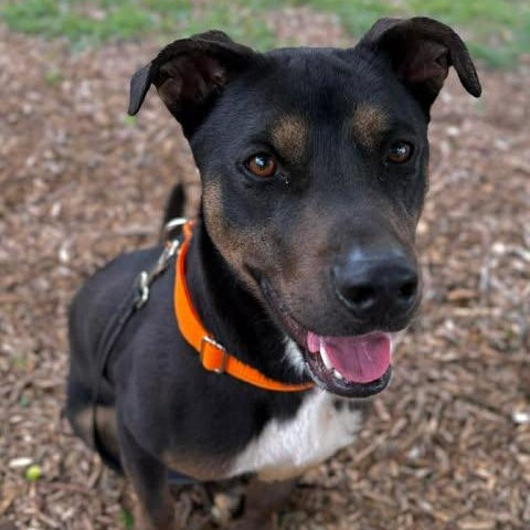 Waldo, a Adoptable mixed breed in Redmond, WA image 3/3