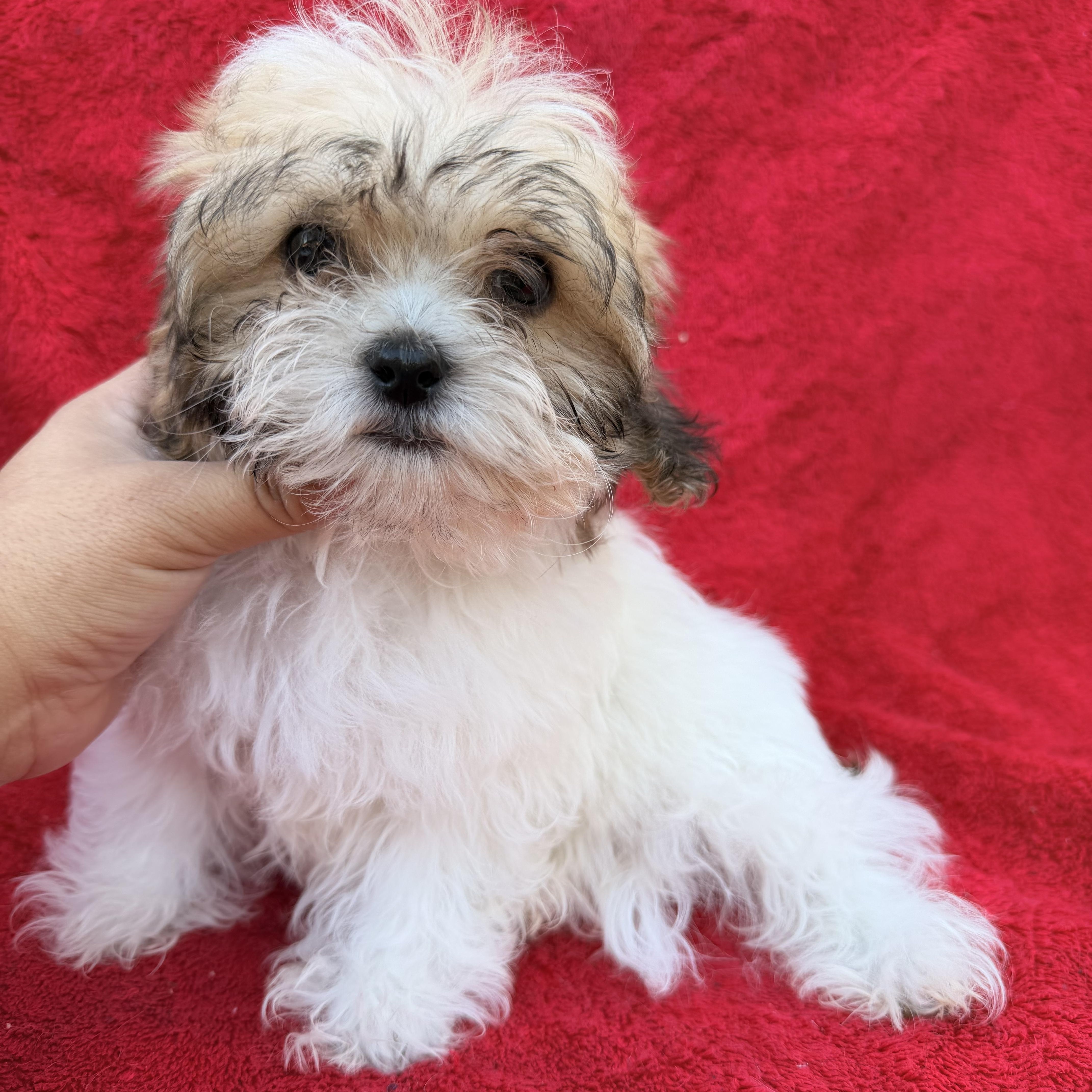 Mathew, a Adoptable mixed breed in Moreno Valley, CA image 1/2