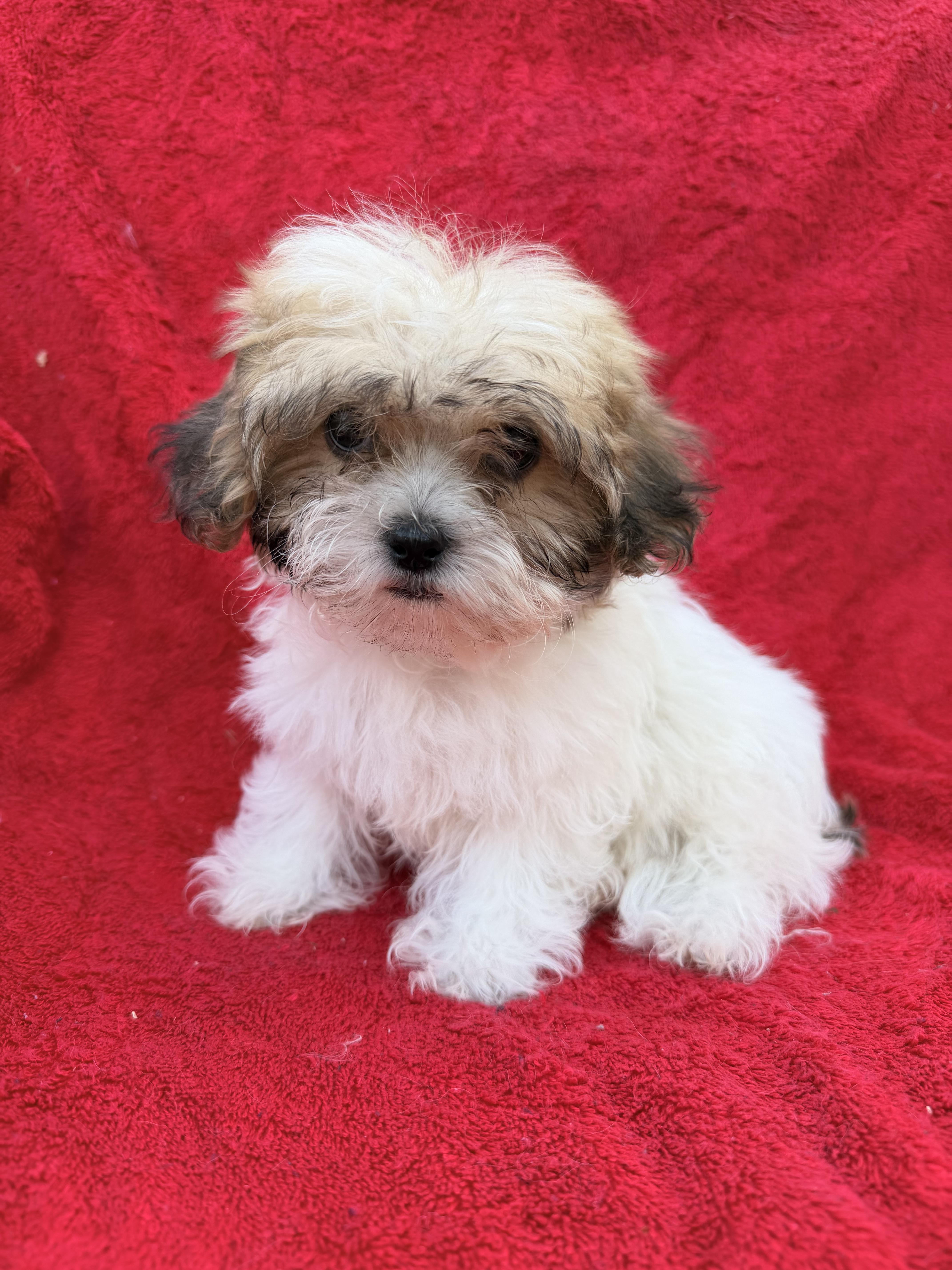 Mathew, a Adoptable mixed breed in Moreno Valley, CA image 2/2