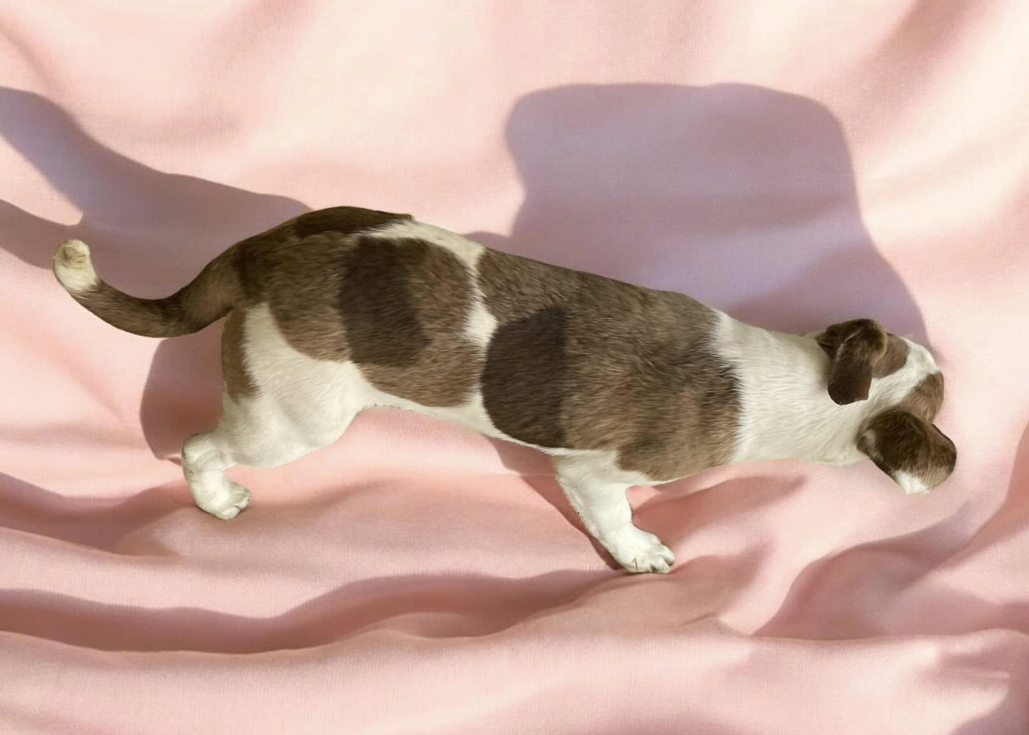 Ketchup  Nj thumbnail 2