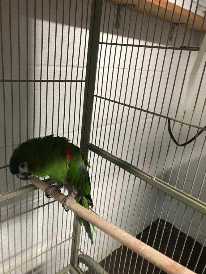 Enlarge Charlie Mini - Hahns, a Adopted Macaw in Pittsburgh, PA image 1/1