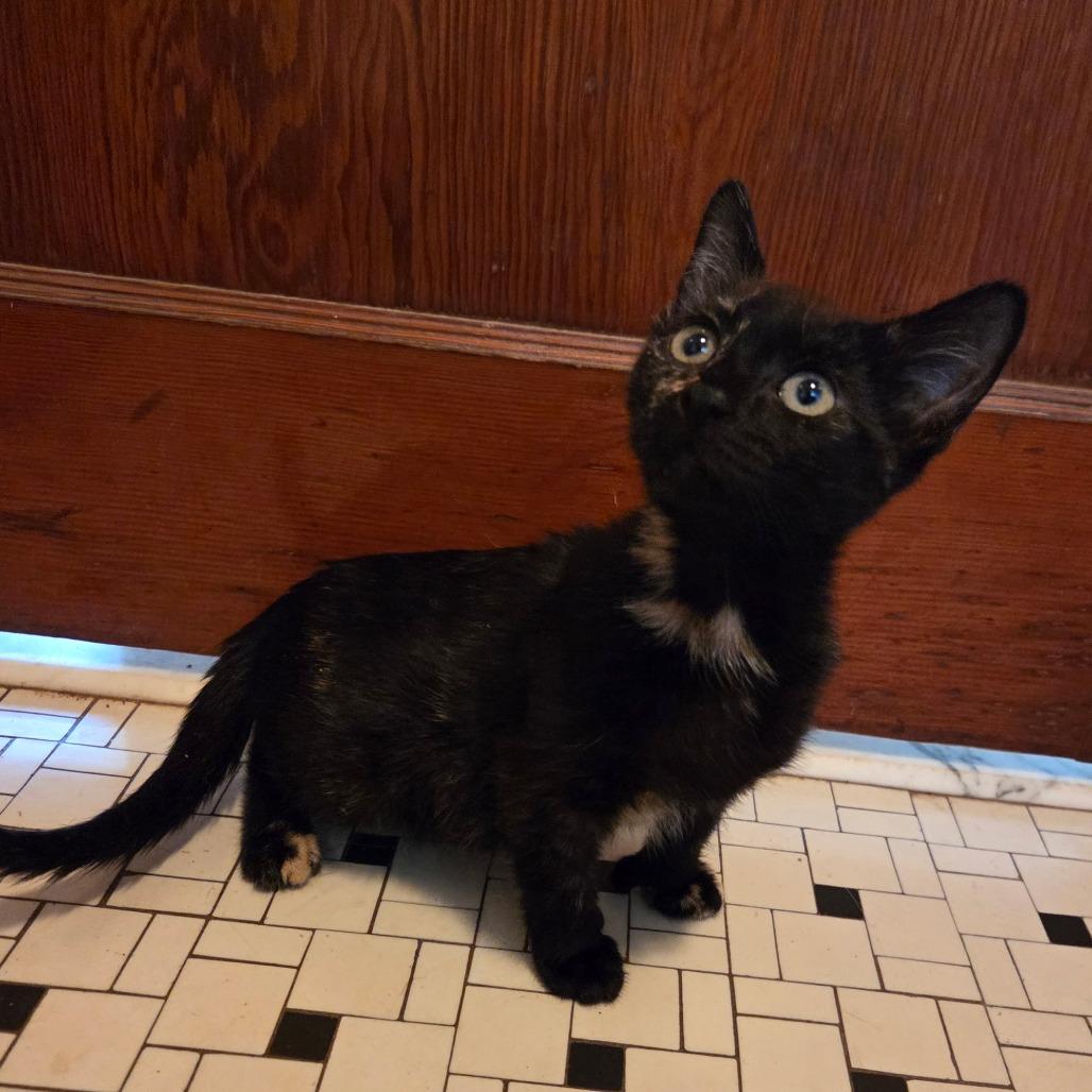 26-253 Rihanna, Adoptable, Kitten Female Domestic Short Hair.
