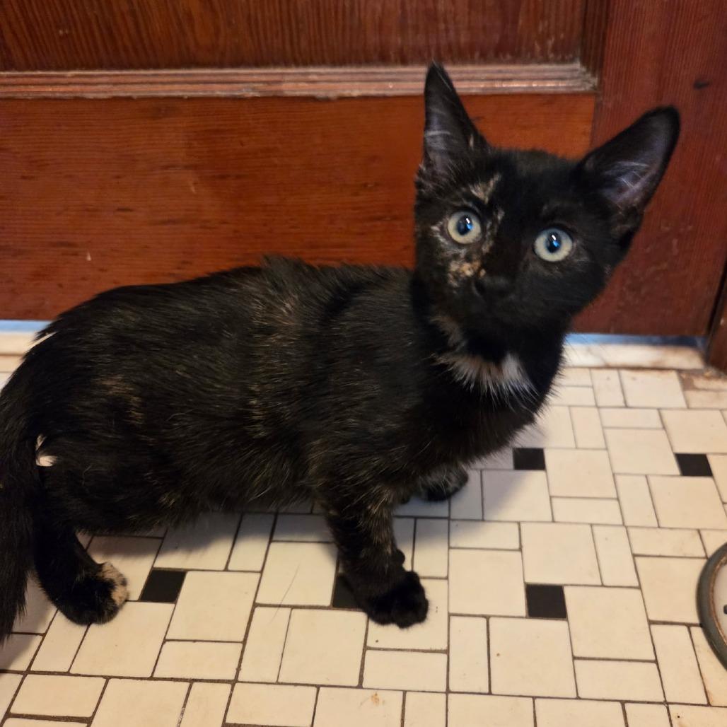 Enlarge 26-253 Rihanna, a Adoptable Domestic Short Hair in North Branford, CT image 3/3