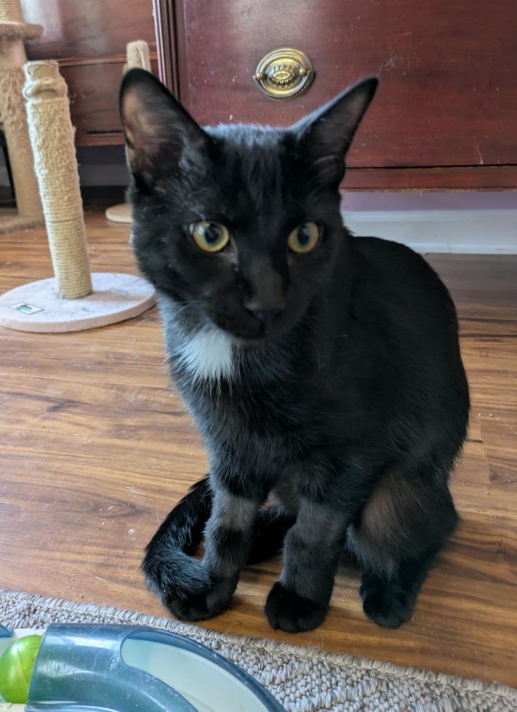 Miles26, Adoptable, Kitten Male Domestic Short Hair.