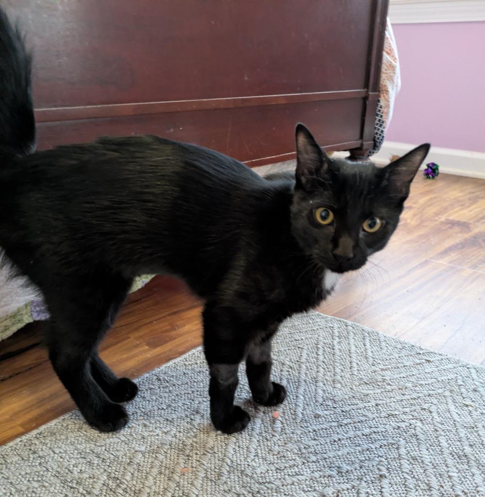 Enlarge Miles26, a Adoptable mixed breed in Youngsville, NC image 2/3