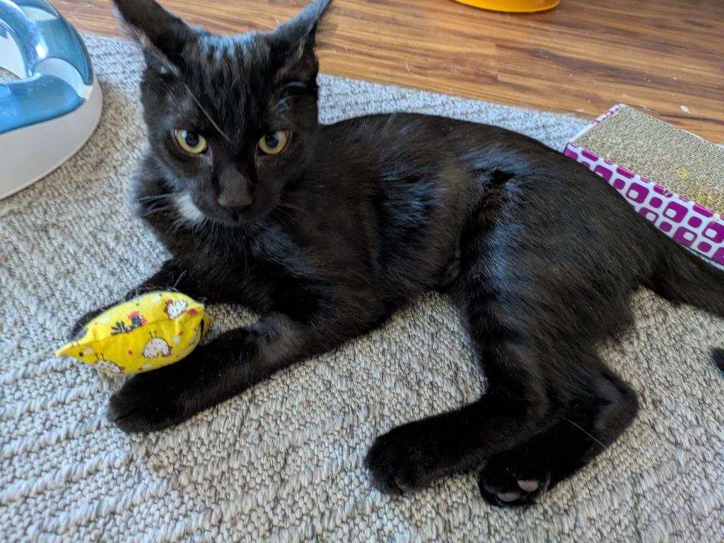 Enlarge Miles26, a Adoptable mixed breed in Youngsville, NC image 3/3