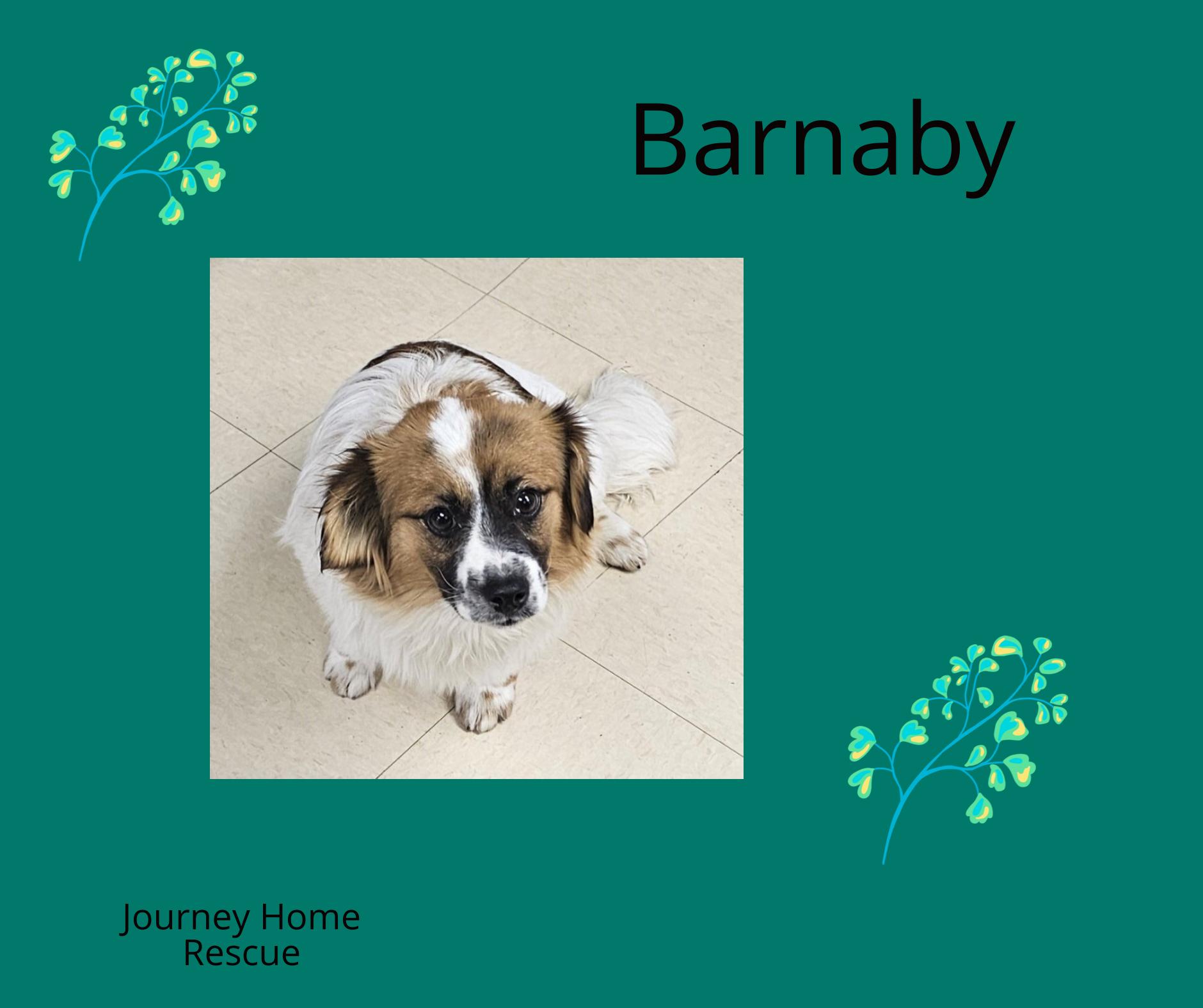 Barnaby, ADOPTABLE, Young Male Spaniel & Corgi.