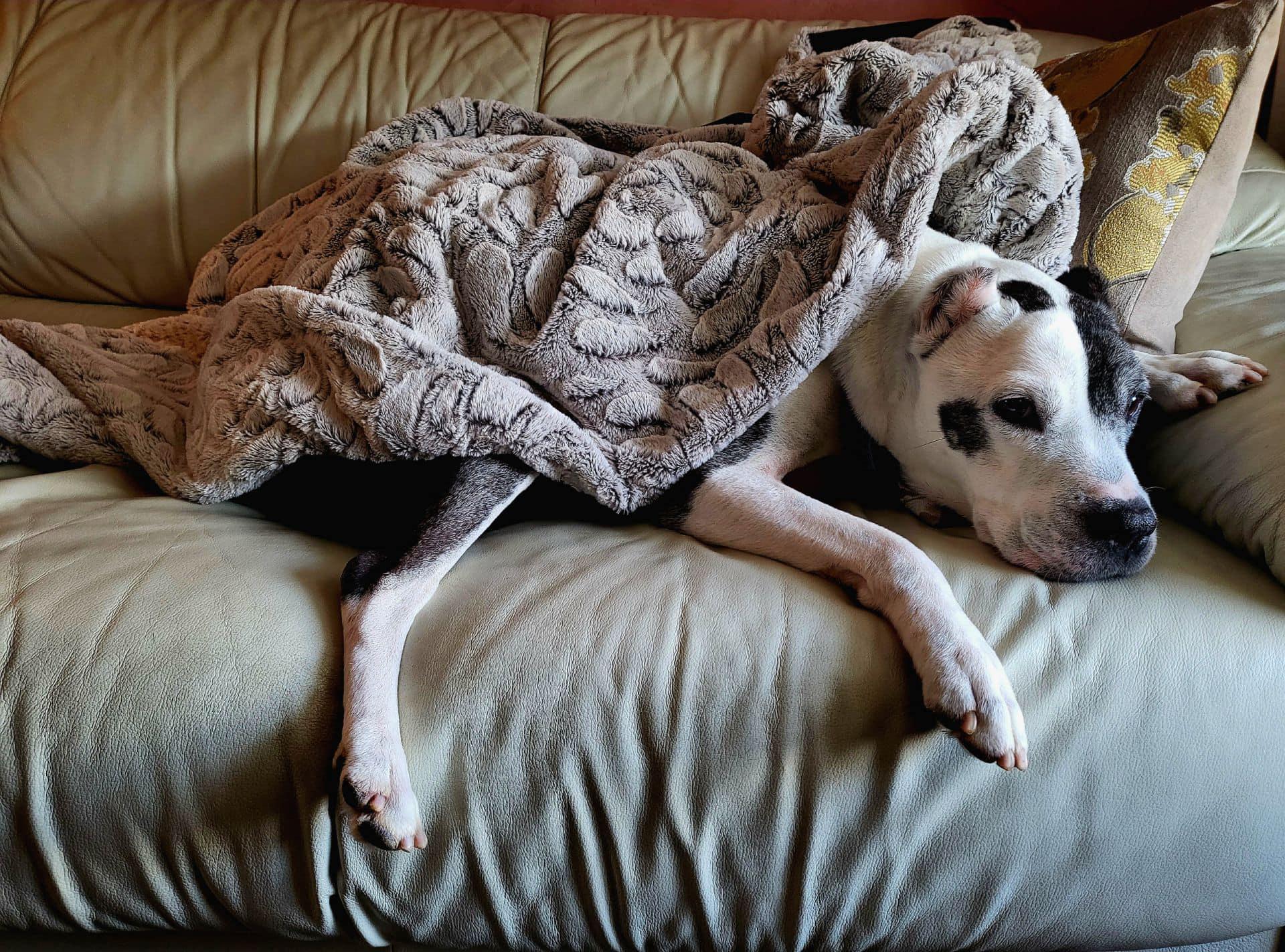 Cookie, a Adoptable Pit Bull Terrier in Landenberg, PA image 3/5