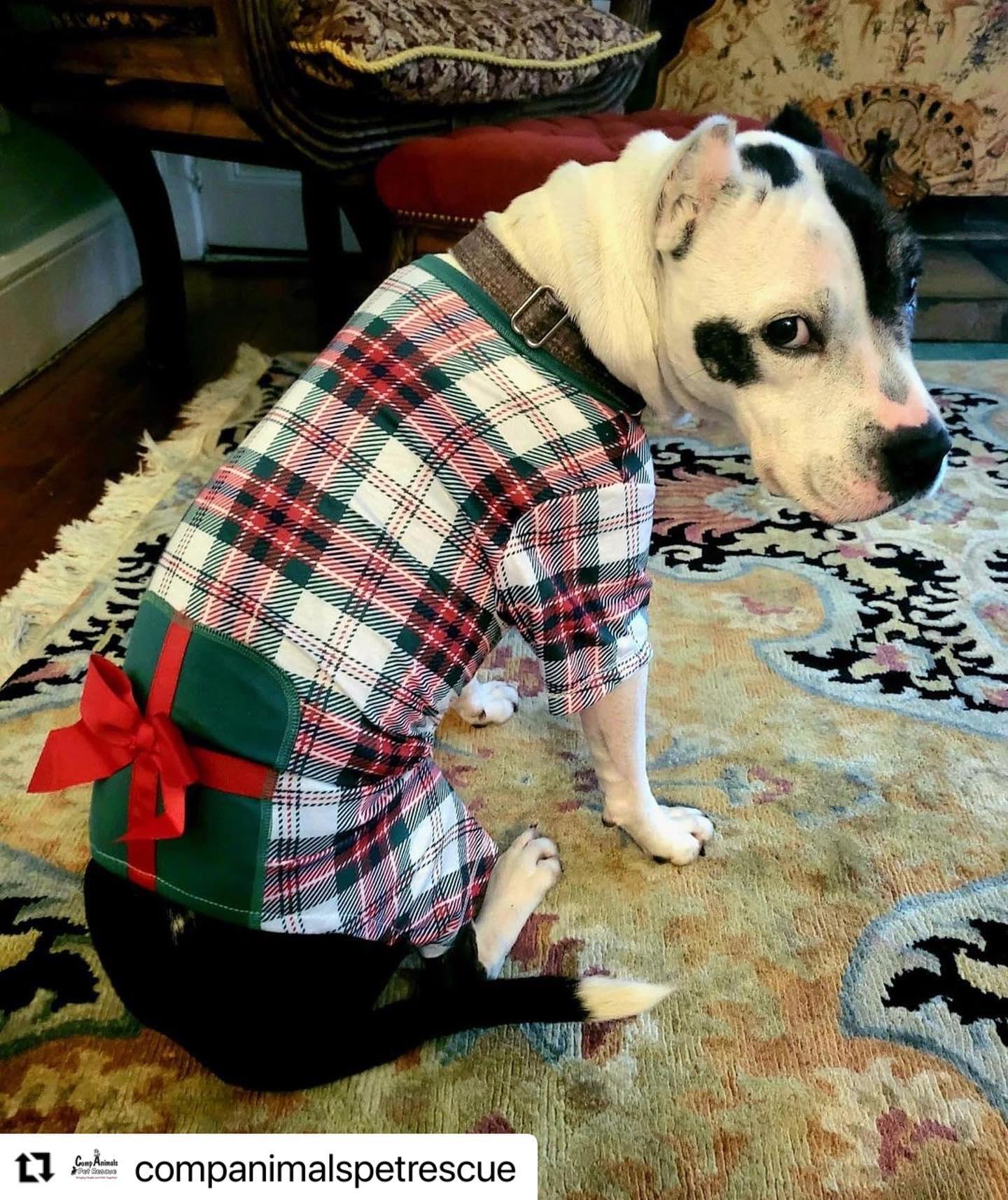 Cookie, a Adoptable Pit Bull Terrier in Landenberg, PA image 4/5