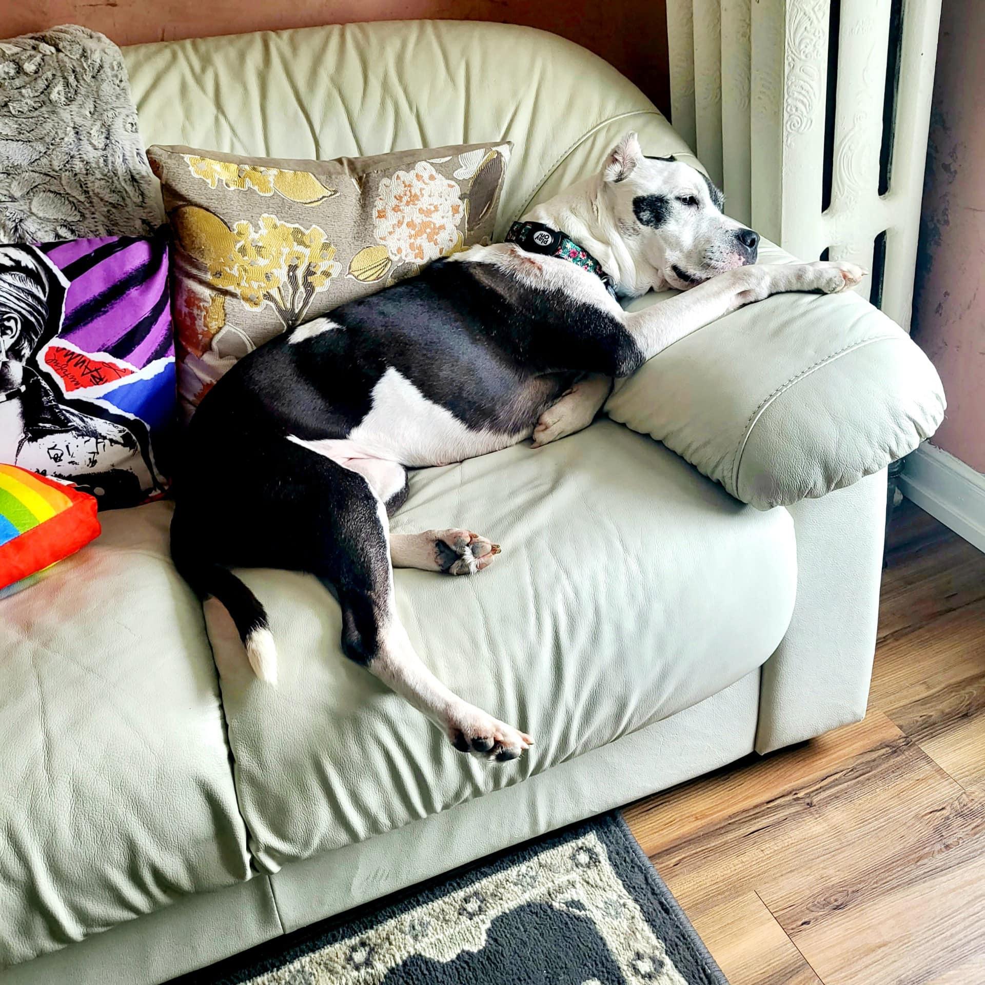 Cookie, a Adoptable Pit Bull Terrier in Landenberg, PA image 2/5