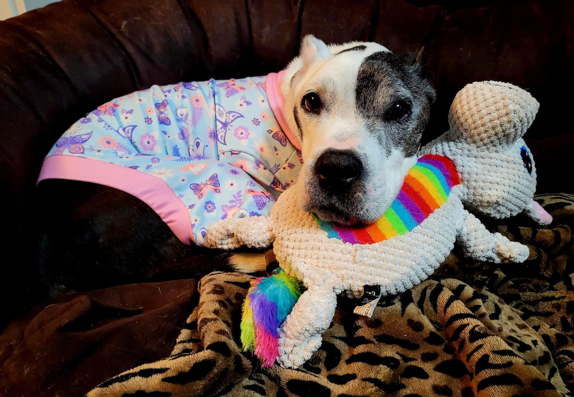 Cookie, a Adoptable Pit Bull Terrier in Landenberg, PA image 1/5