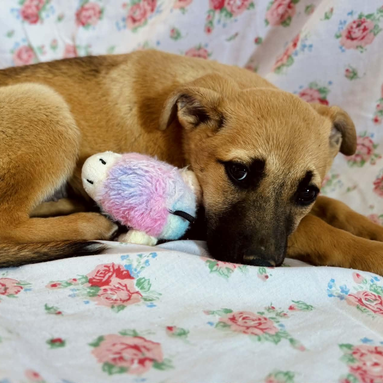 Enlarge Tova, a ADOPTABLE mixed breed in Simsbury, CT image 4/5