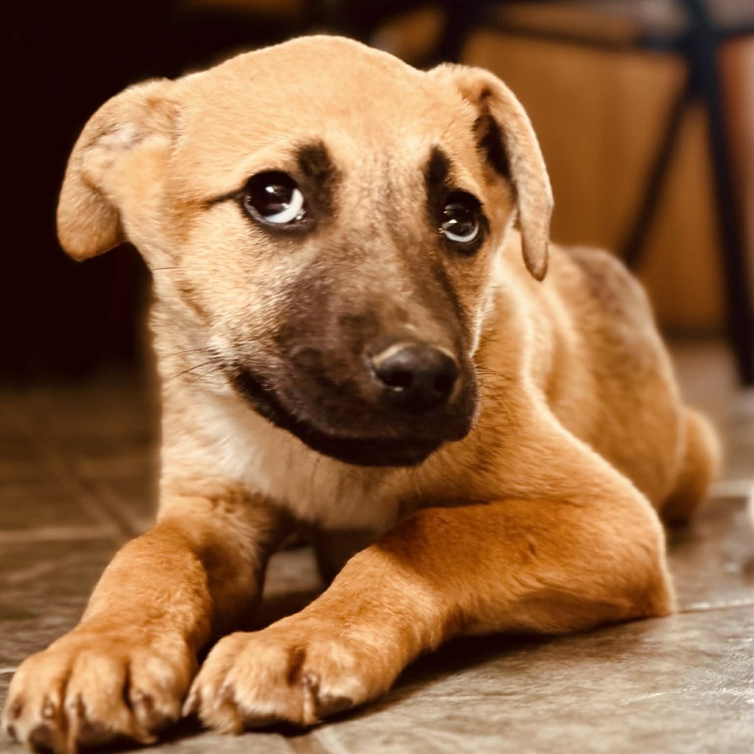 Enlarge Tova, a ADOPTABLE mixed breed in Simsbury, CT image 5/5