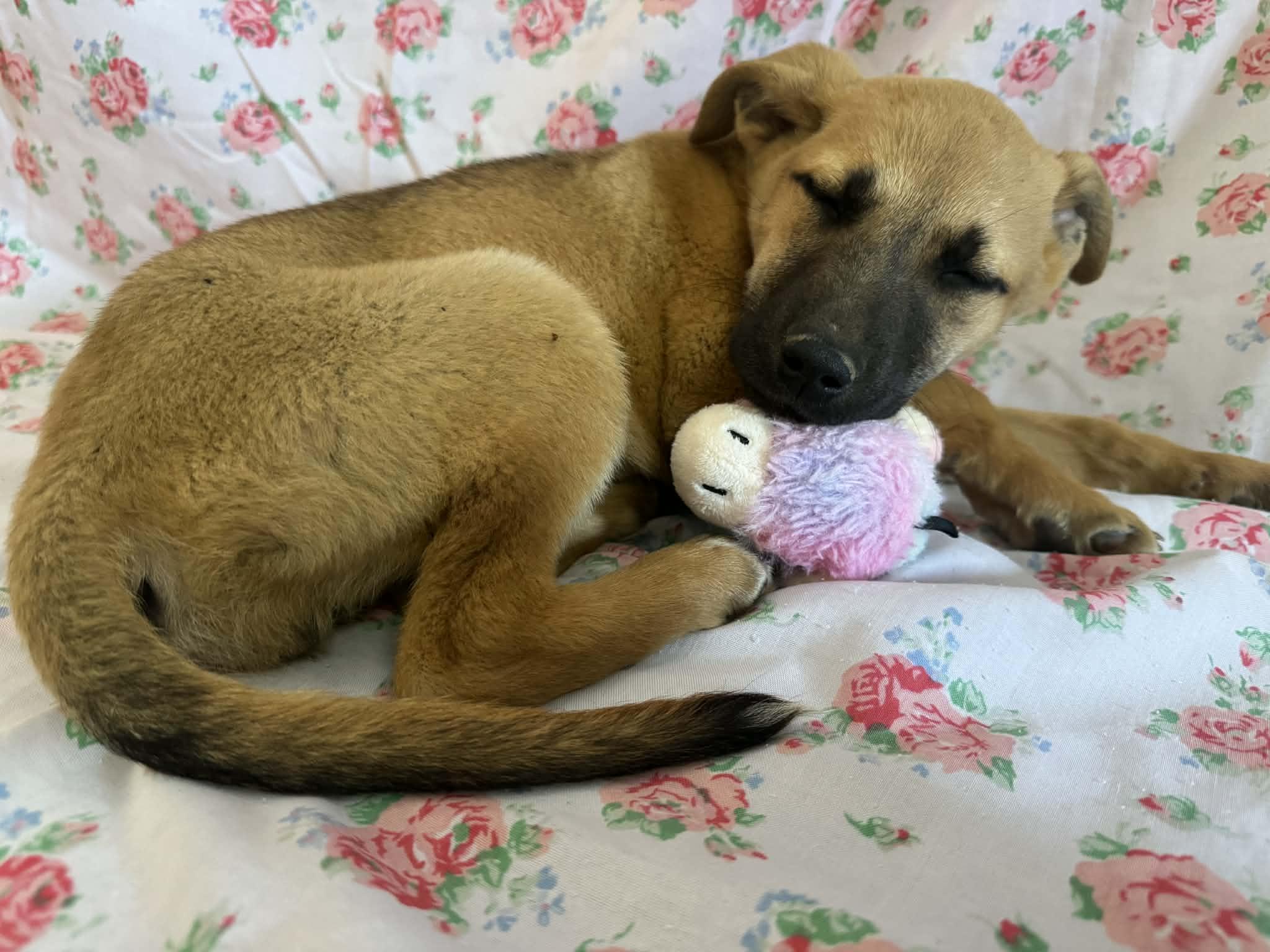 Enlarge Tova, a ADOPTABLE mixed breed in Simsbury, CT image 3/5