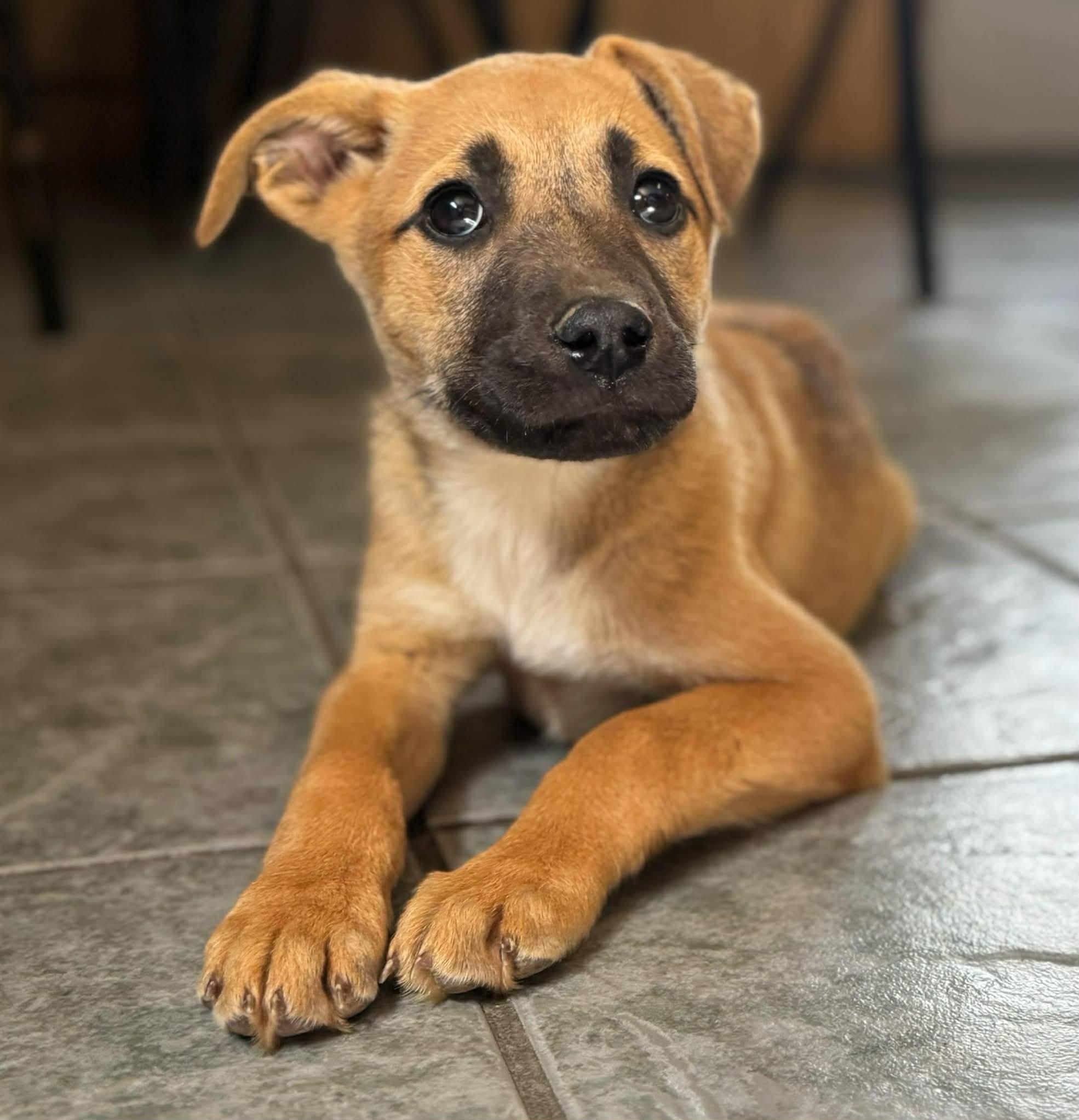 Enlarge Tova, a ADOPTABLE mixed breed in Simsbury, CT image 1/5