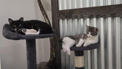 Freeway, Adoptable, Young Female Tuxedo & Domestic Short Hair.