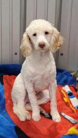 Enlarge Cooper (6949), a Adopted Poodle in Lake City, MI image 1/1