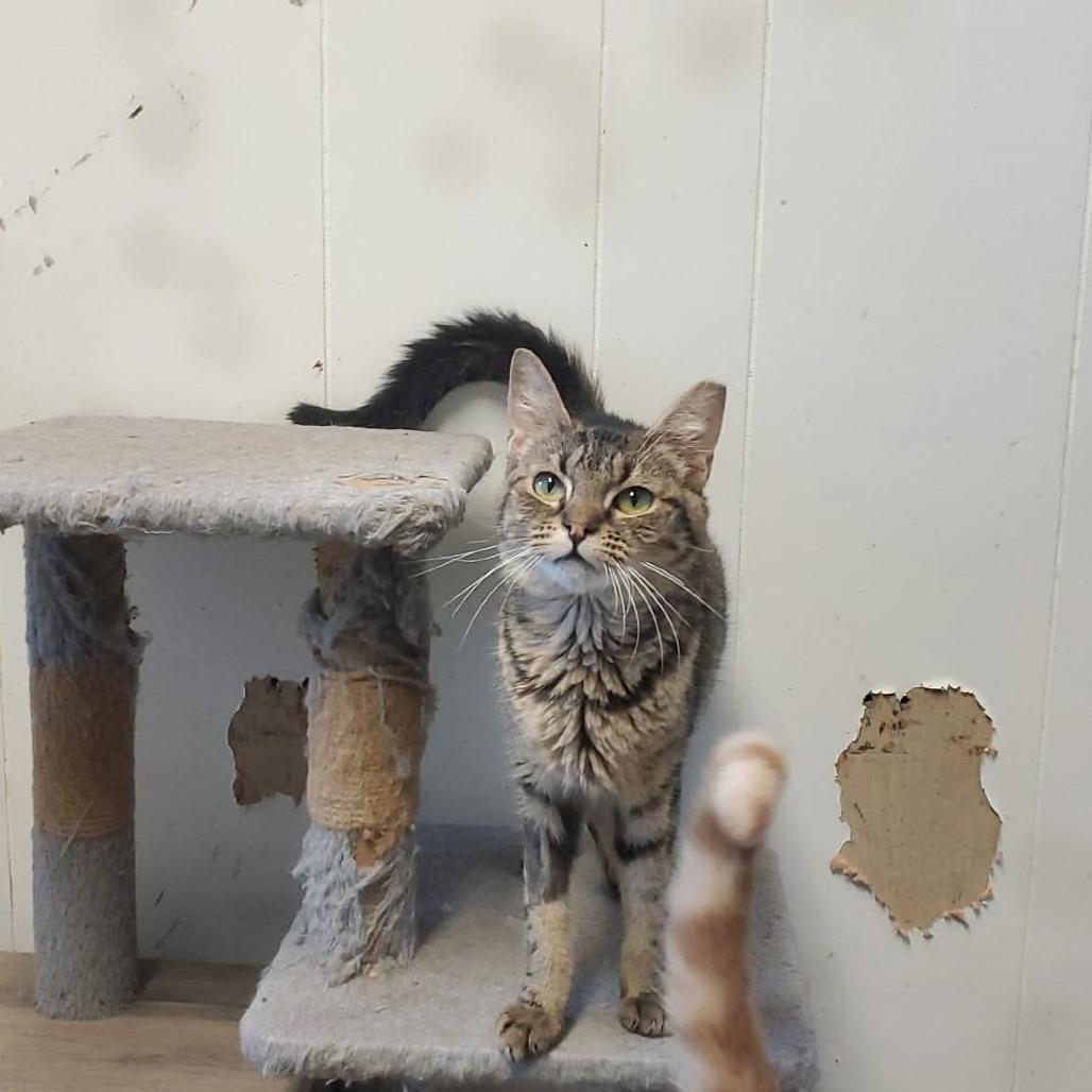 Enlarge Mary Ann, a Adoptable Domestic Short Hair in Eufaula, AL image 1/4