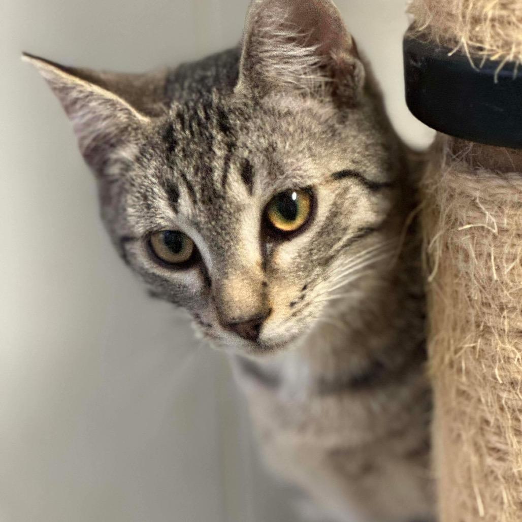 Enlarge Mary Ann, a Adoptable Domestic Short Hair in Eufaula, AL image 1/2