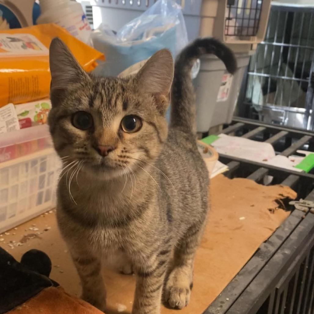 Mary Ann, Adoptable, Kitten Female Domestic Short Hair.