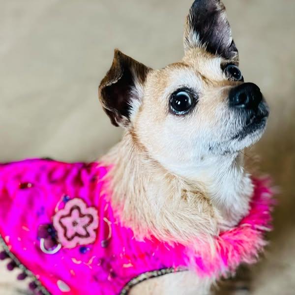 Pippin photo 2