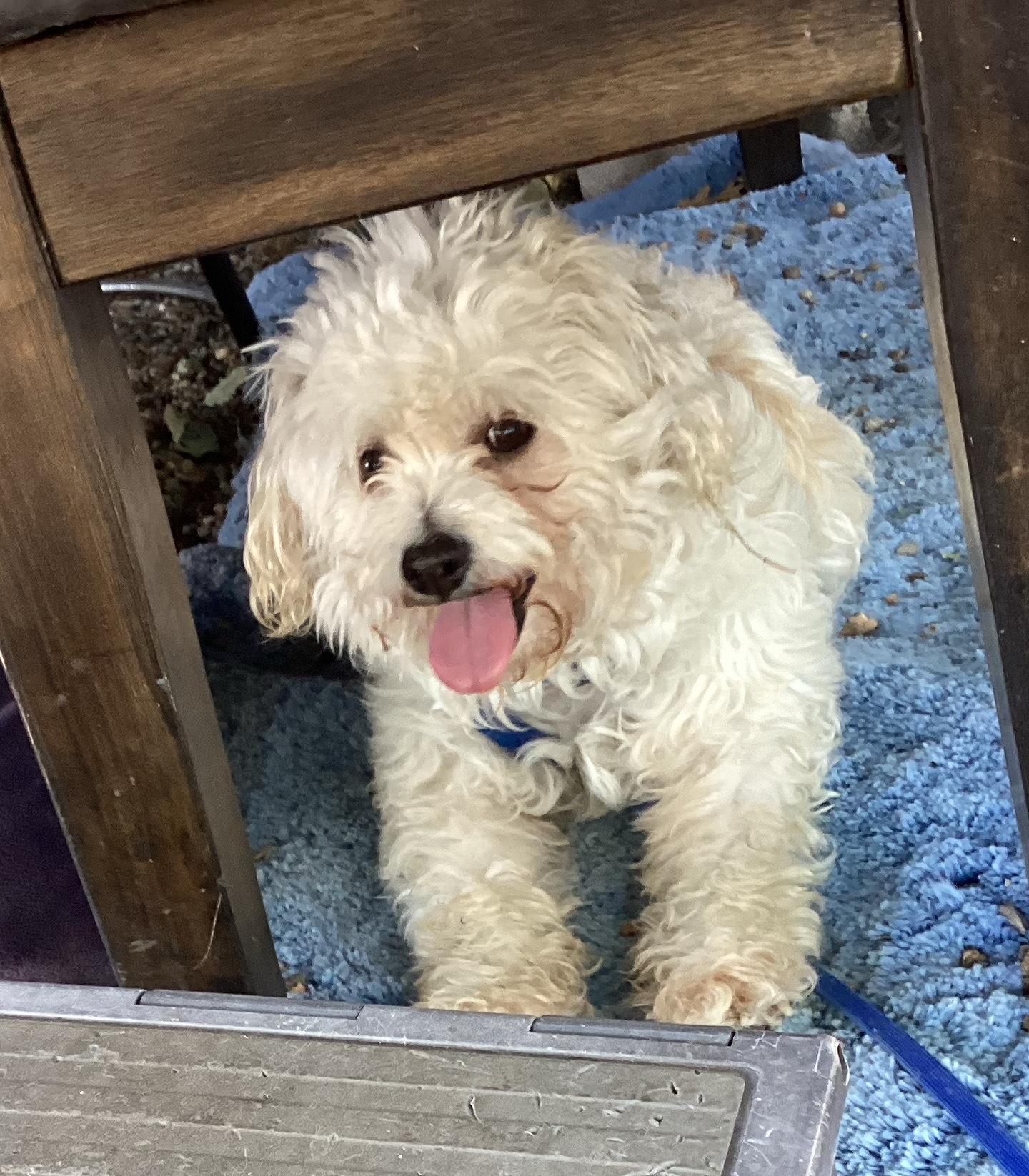 Elise, a Adopted Cockapoo in Sacramento, CA image 2/3