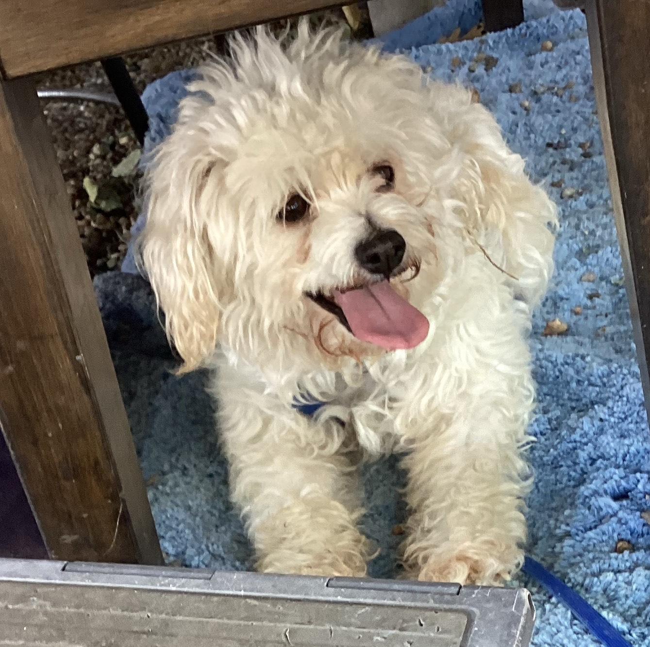 Elise, a Adopted Cockapoo in Sacramento, CA image 1/3